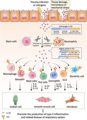 The production, function, and clinical applications of IL-33 in type 2 inflammation-related respiratory diseases